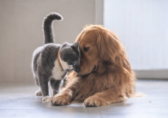 Loi ‘bien-être animal’